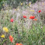How to Grow a Mini Wildflower Meadow in your Garden