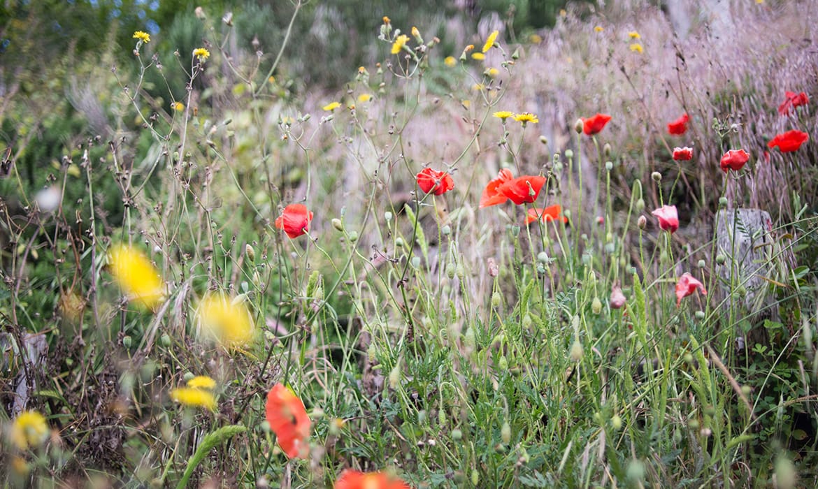 How to Grow a Mini Wildflower Meadow in your Garden Give it a Grow Wigan