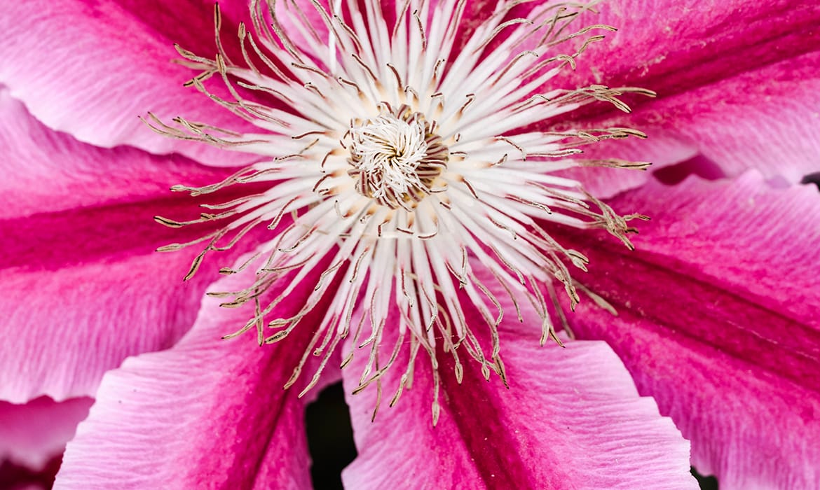 10 Easy Pollinator Plants to Grow Give it a Grow Wigan