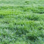 What’s the big deal with Grass lawns?