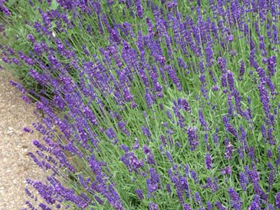 10 Easy Pollinator Plants to Grow - English Lavender