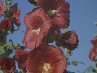10 Easy Pollinator Plants to Grow - Hollyhock