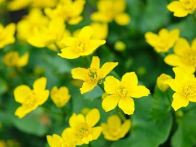 10 Easy Pollinator Plants to Grow - Marsh Marigold