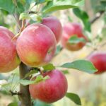 Reasons to Grow an Apple Tree (or 2)