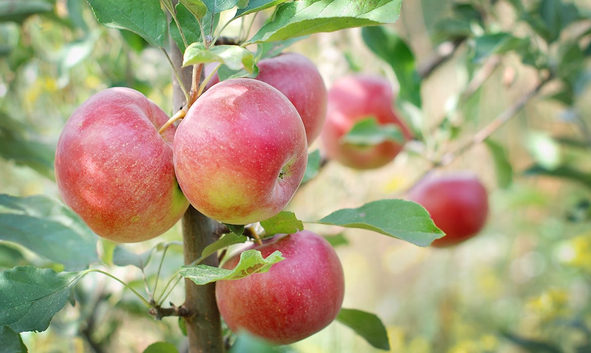 Reasons To Grow An Apple Tree or 2 Give It A Grow Wigan
