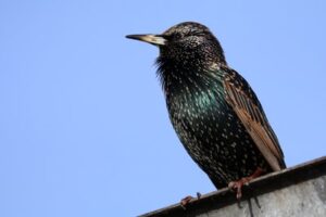 starling - wigan-wildlife-watch