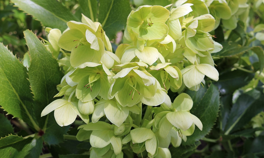 shaded plant - hellebore