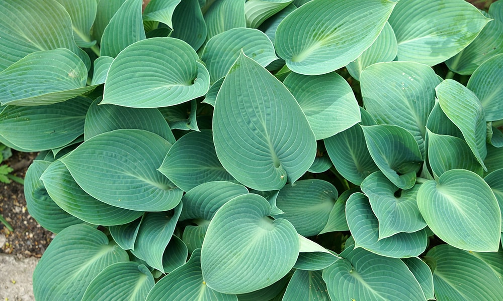 shaded plant - hosta