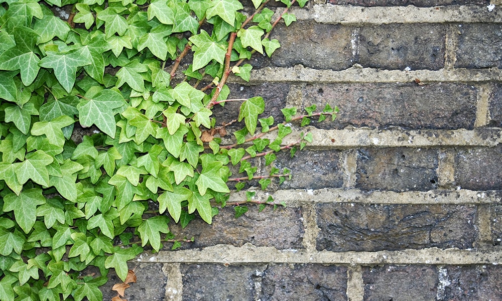 shaded plant - ivy