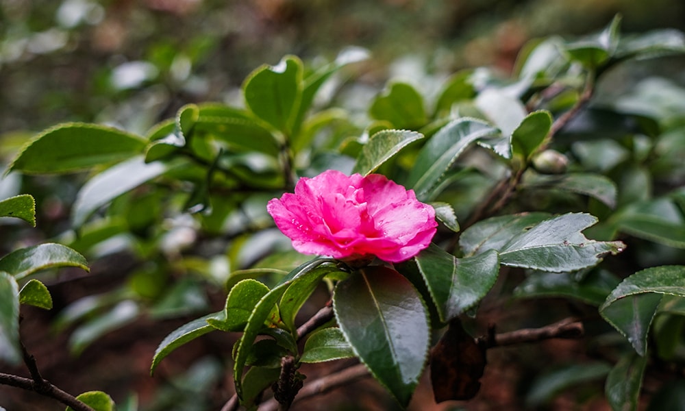 shaded plant - camellia