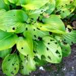 How to get rid of Garden Plant Pests and Diseases naturally