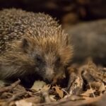 How to Help Hedgehogs in your Garden