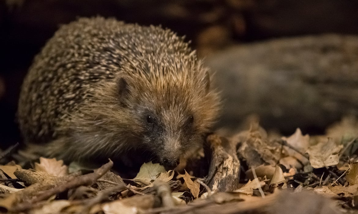 How to Help Hedgehogs in your Garden Give it a Grow Wigan