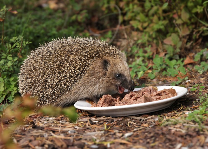 hedgehog eating