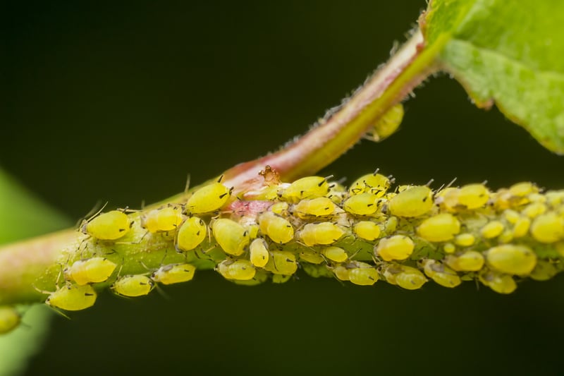 pests disease - aphids