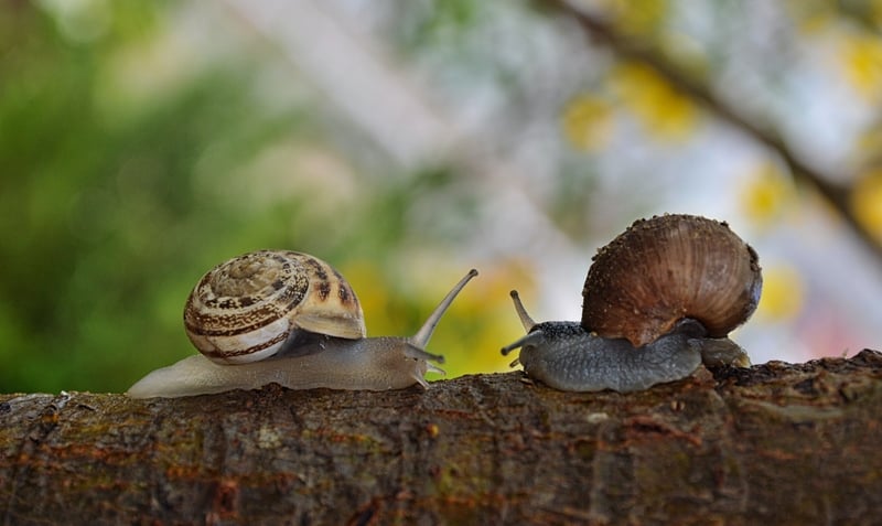 pests disease - snails