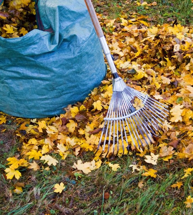 December Gardening - Make a Leaf Pile